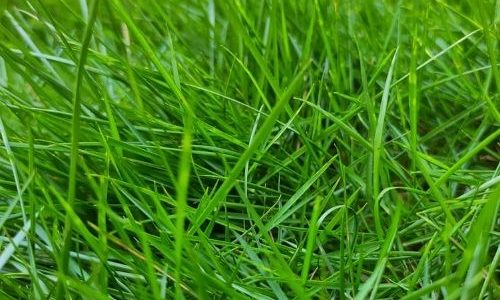 หญ้าญี่ปุ่น