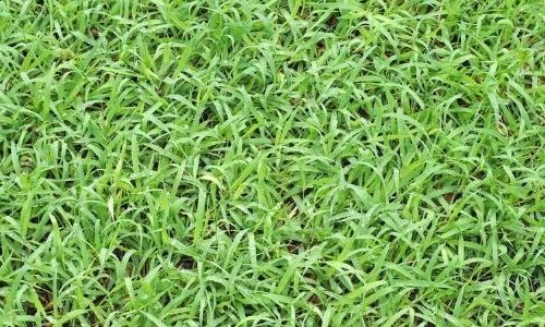 หญ้านวลน้อย