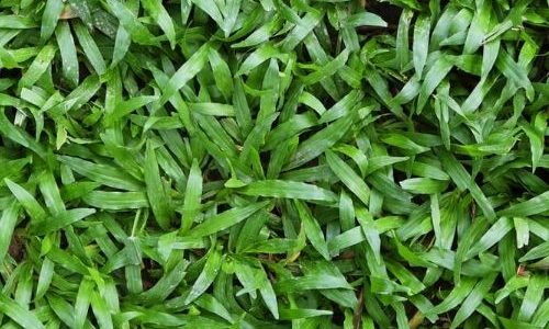 หญ้ามาเลเซีย